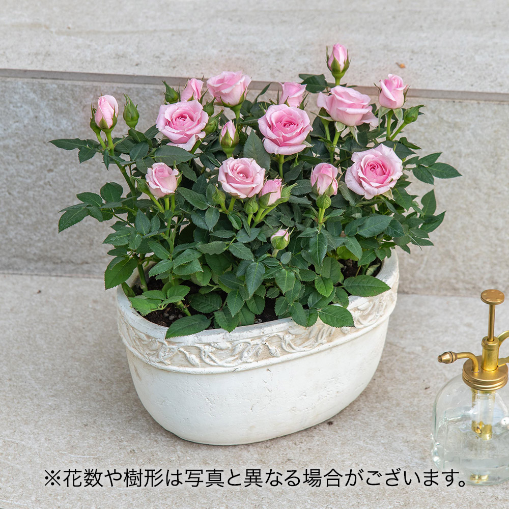 セントラルローズ「ミニバラ（ピンク）テラコッタガーデン」