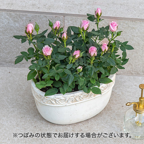 セントラルローズ「ミニバラ（ピンク）テラコッタガーデン」
