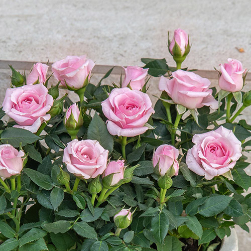 セントラルローズ「ミニバラ（ピンク）テラコッタガーデン」