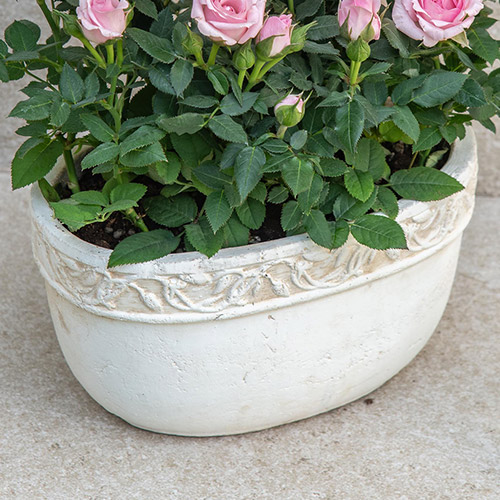 セントラルローズ「ミニバラ（ピンク）テラコッタガーデン」