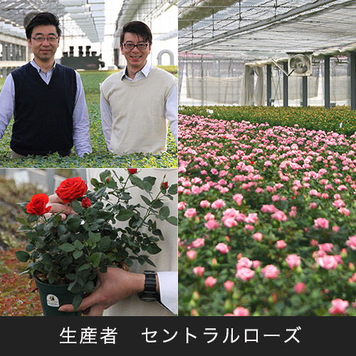 セントラルローズ「ミニバラ（ピンク）テラコッタガーデン」