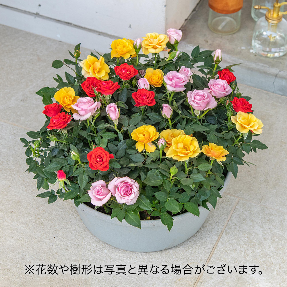 セントラルローズ「ミニバラ（ミックスカラー）コンテナガーデン」
