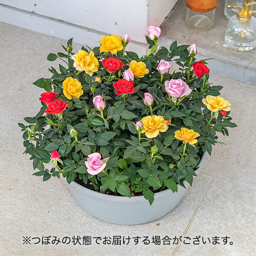 セントラルローズ「ミニバラ（ミックスカラー）コンテナガーデン」