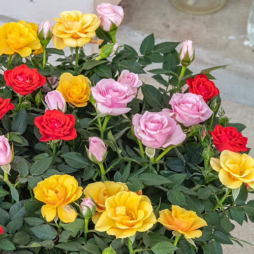 セントラルローズ「ミニバラ（ミックスカラー）コンテナガーデン」