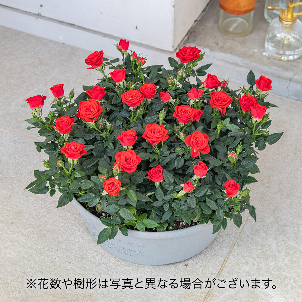 セントラルローズ「ミニバラ（レッド）コンテナガーデン」