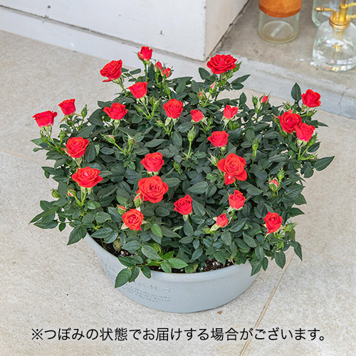 セントラルローズ「ミニバラ（レッド）コンテナガーデン」