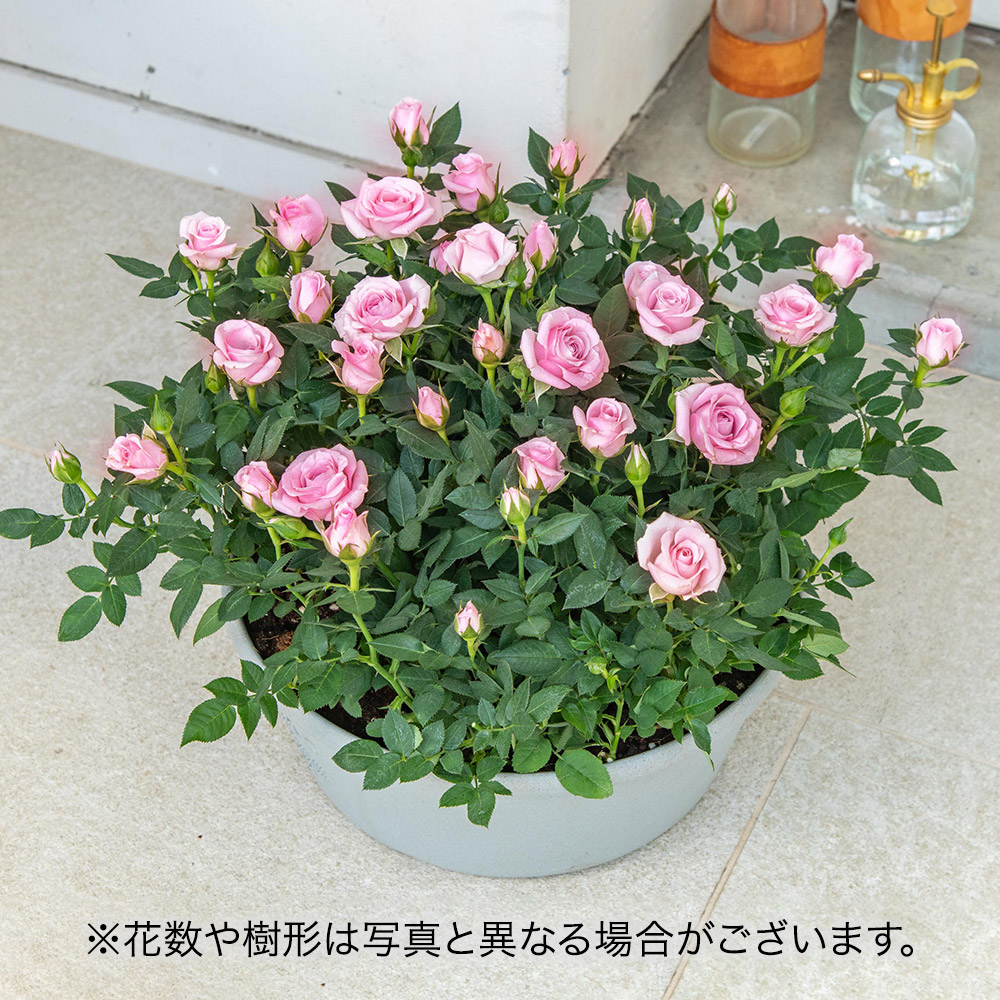 セントラルローズ「ミニバラ（ピンク）コンテナガーデン」