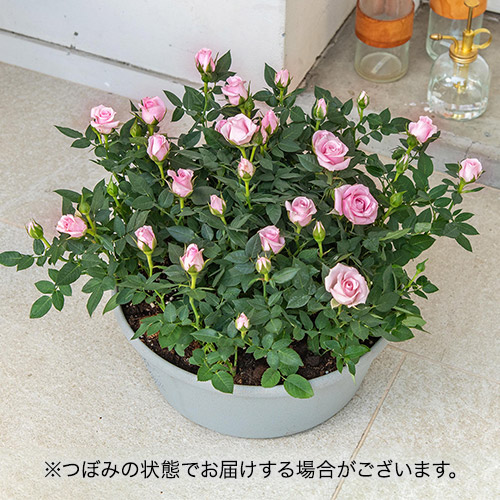 セントラルローズ「ミニバラ（ピンク）コンテナガーデン」