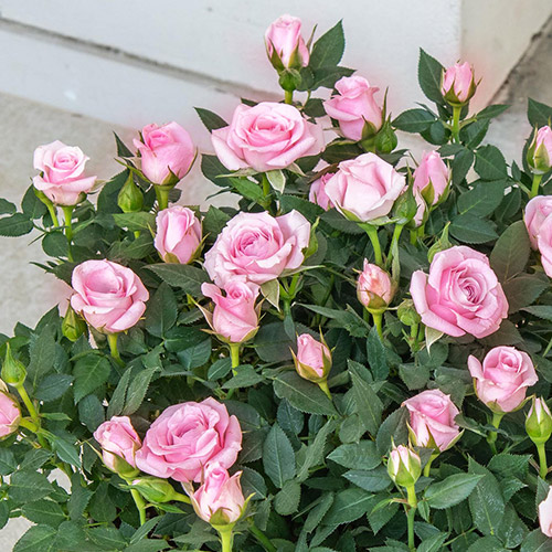 セントラルローズ「ミニバラ（ピンク）コンテナガーデン」