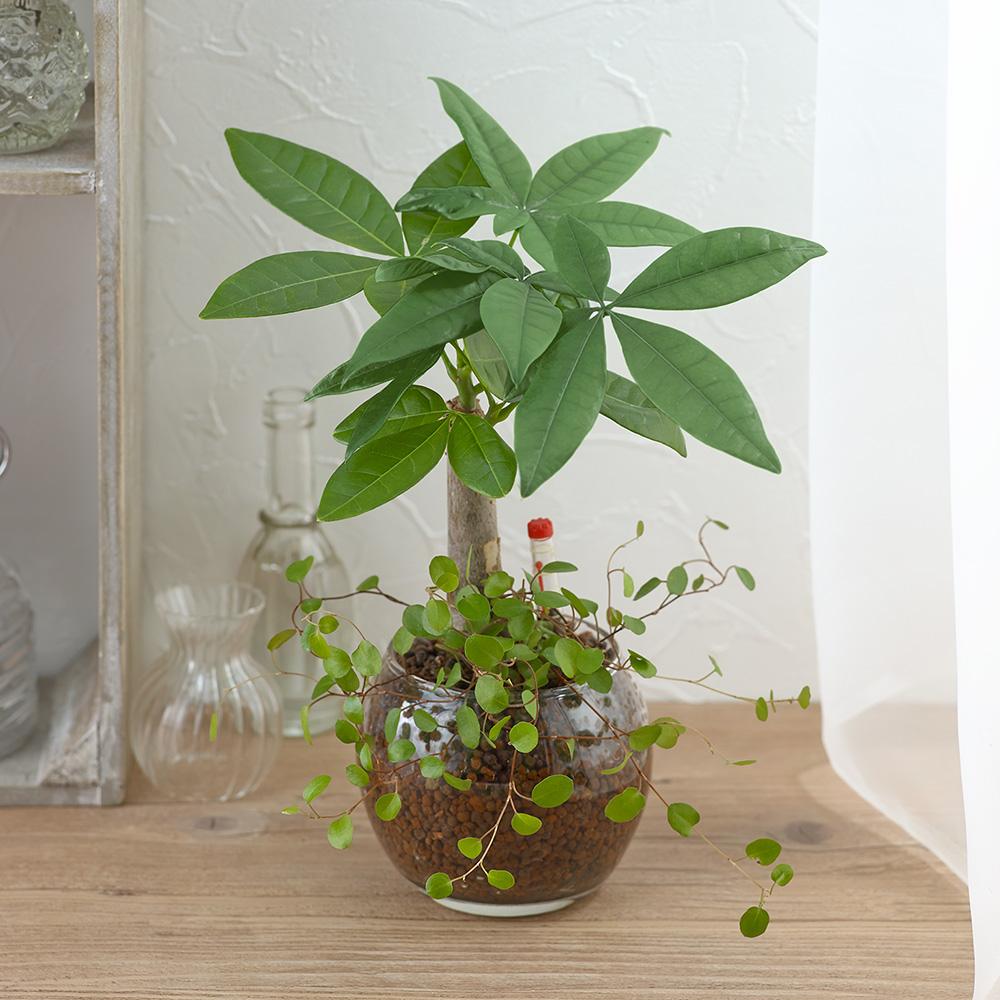お手入れかんたん観葉植物「パキラ＆ミューレンベキア」