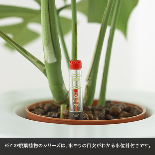 お手入れかんたん観葉植物「パキラ＆ミューレンベキア」