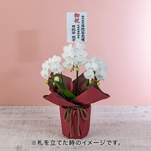 ミディ胡蝶蘭3本立ち「ビックリップ」