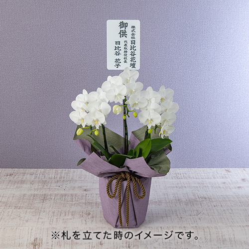 【お供え用】 ミディ胡蝶蘭3本立ち「ビックリップ」