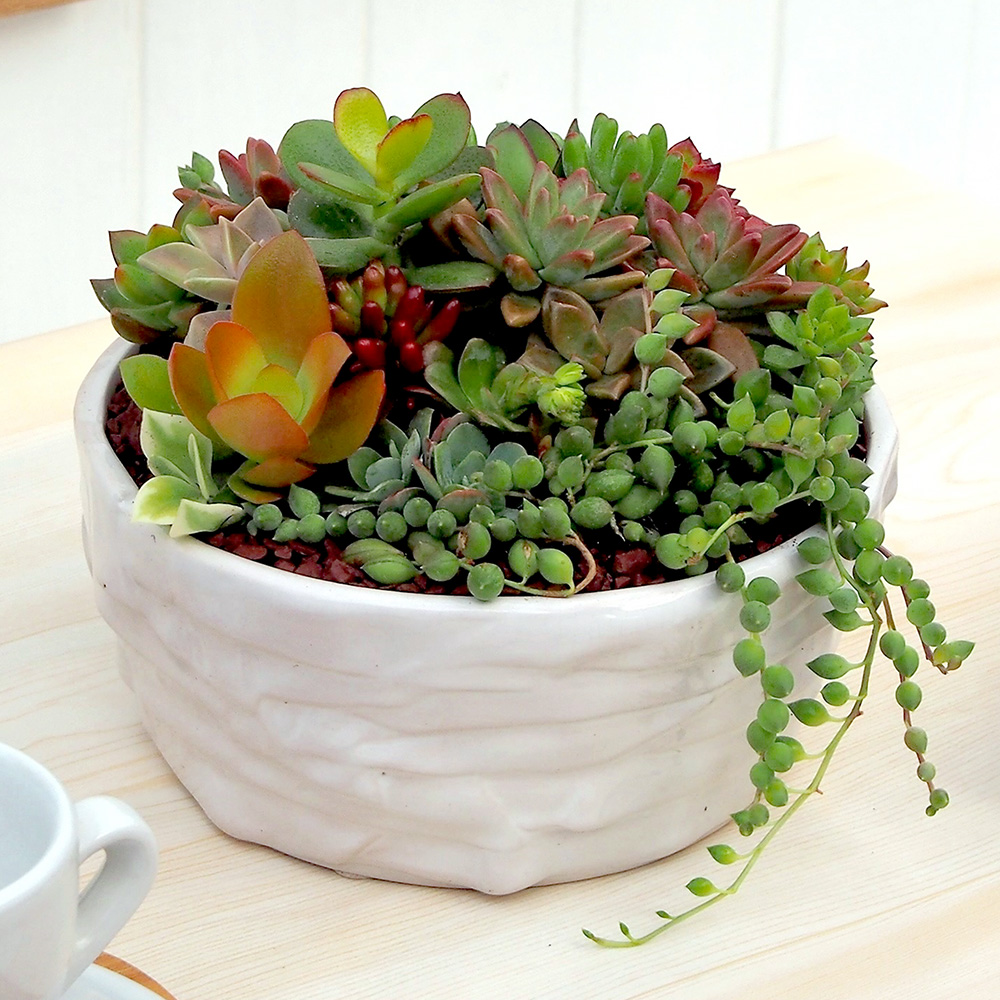 多肉植物寄せ植え「サキュレンツミックス」