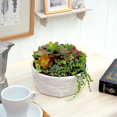 多肉植物寄せ植え「サキュレンツミックス」
