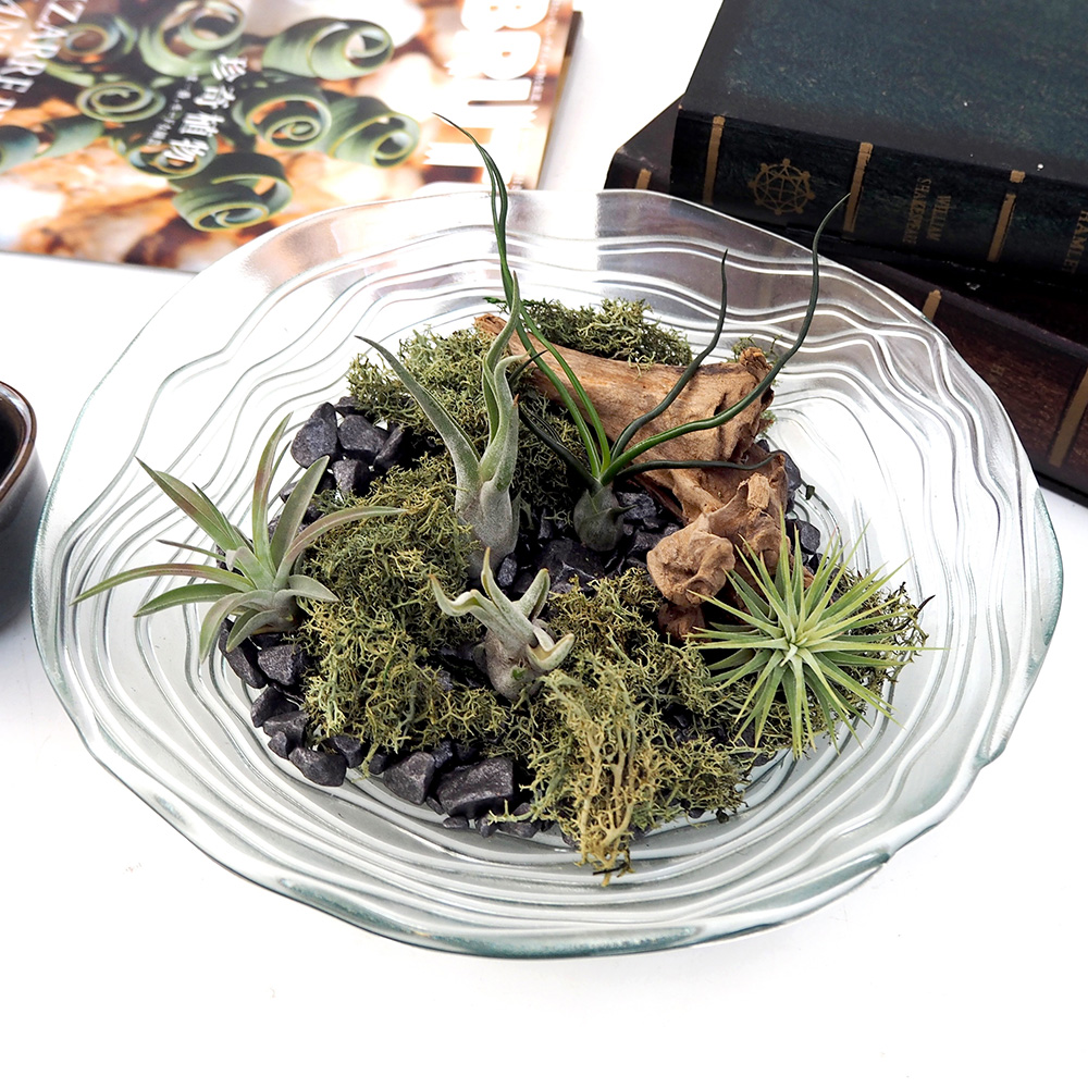 観葉植物「エアープランツ バレンシアガラスキット」