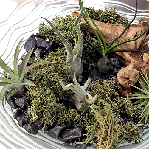 観葉植物「エアープランツ バレンシアガラスキット」