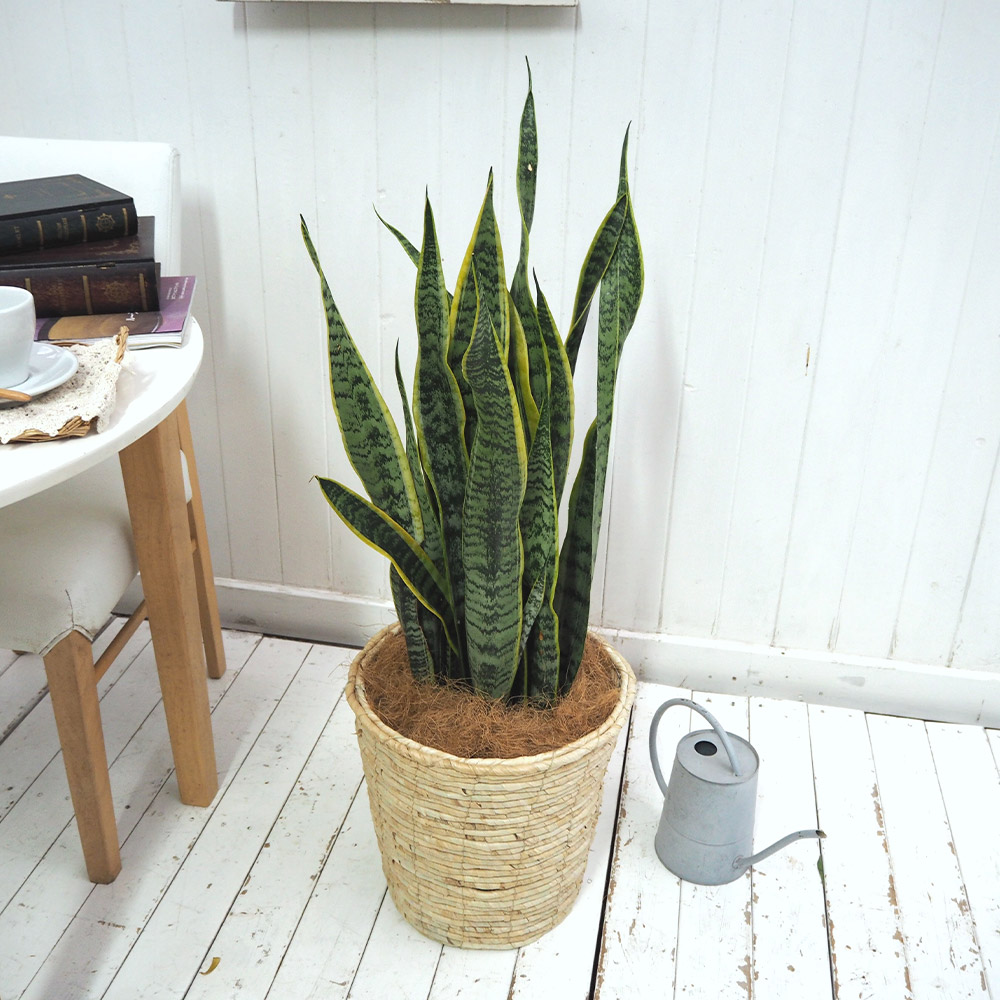 観葉植物「サンスベリア（L）・バスケット」