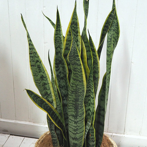 観葉植物「サンスベリア（L）・バスケット」