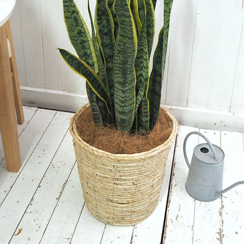 観葉植物「サンスベリア（L）・バスケット」