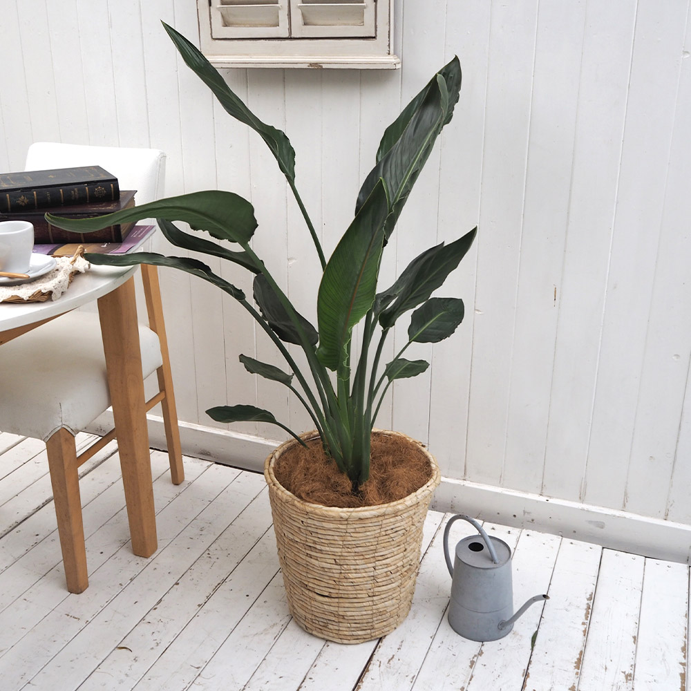 観葉植物「レギネ（L）・バスケット」