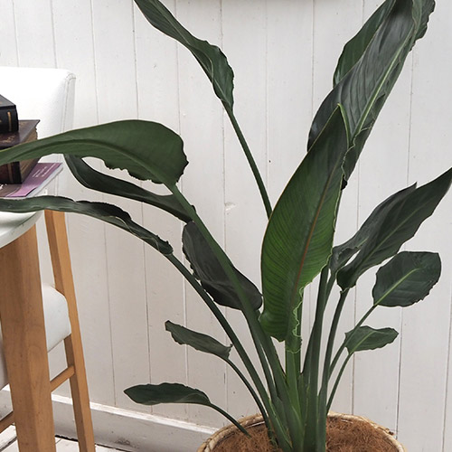 観葉植物「レギネ（L）・バスケット」