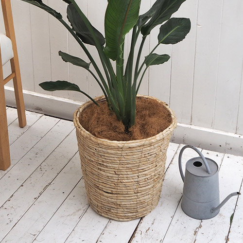 観葉植物「レギネ（L）・バスケット」