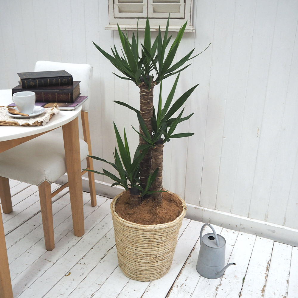 観葉植物「ユッカ（L）・バスケット」