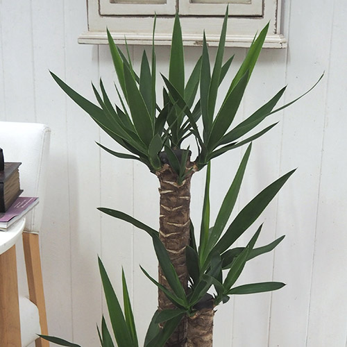 観葉植物「ユッカ（L）・バスケット」