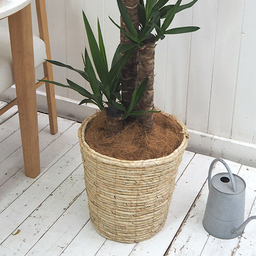 観葉植物「ユッカ（L）・バスケット」
