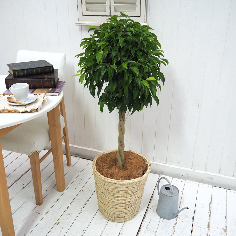 観葉植物「ベンジャミン（L）・バスケット」