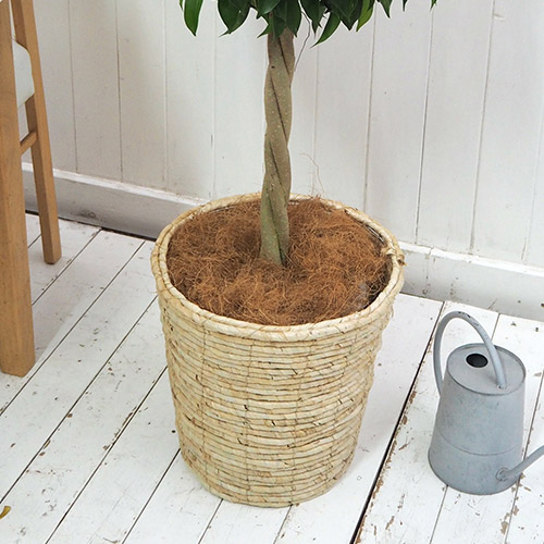 観葉植物「ベンジャミン（L）・バスケット」