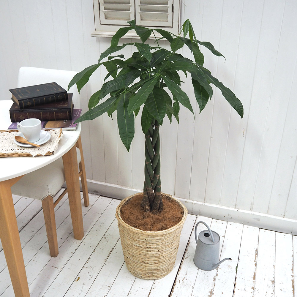 観葉植物「パキラ（L）・バスケット」