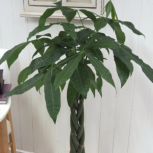 観葉植物「パキラ（L）・バスケット」