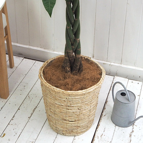 観葉植物「パキラ（L）・バスケット」