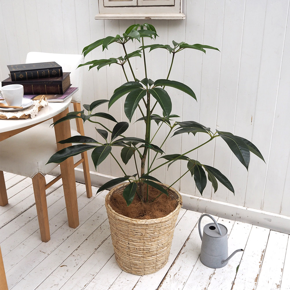 観葉植物「ツピタンサス（L）・バスケット」