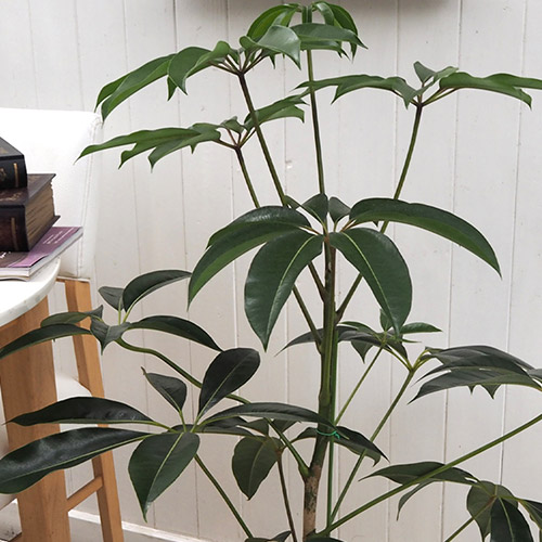 観葉植物「ツピタンサス（L）・バスケット」