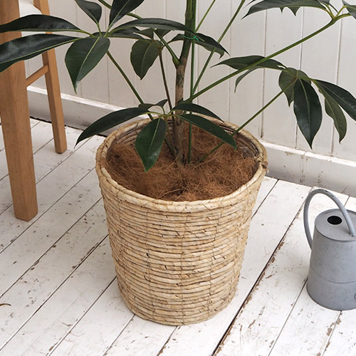 観葉植物「ツピタンサス（L）・バスケット」