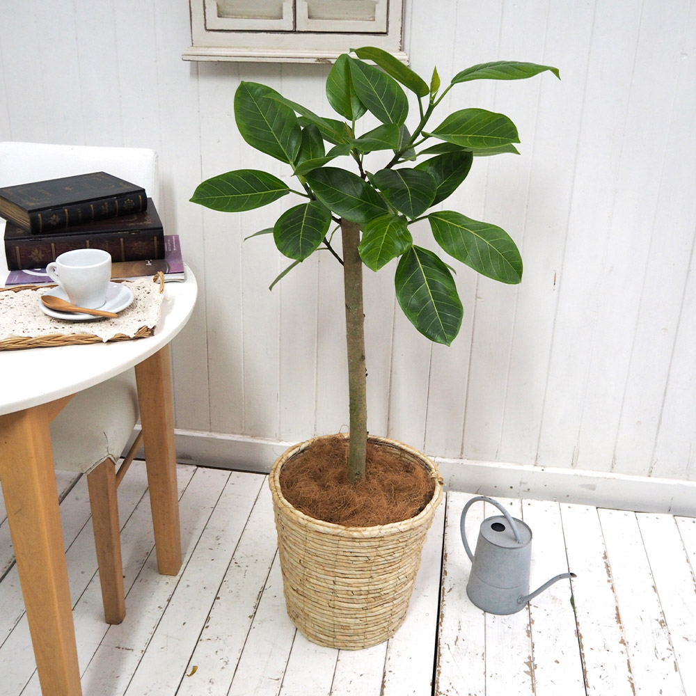 観葉植物「アルテシマゴム（L）・バスケット」