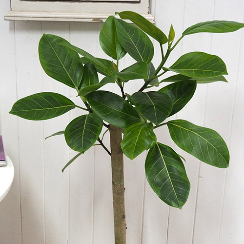 観葉植物「アルテシマゴム（L）・バスケット」