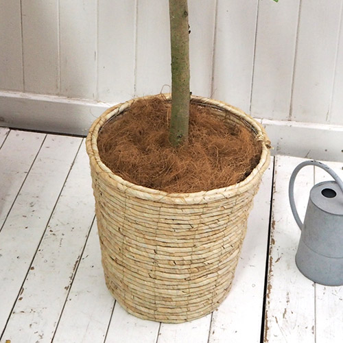 観葉植物「アルテシマゴム（L）・バスケット」