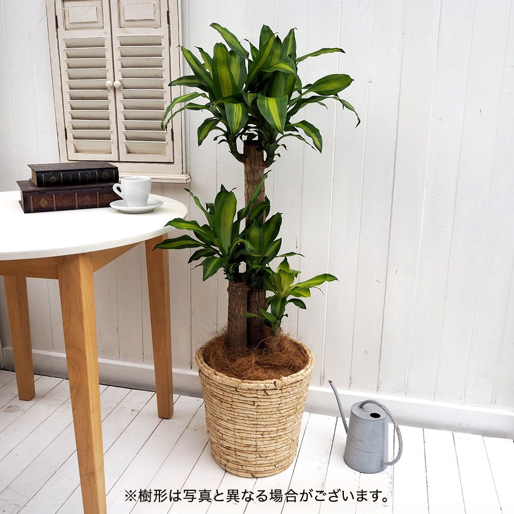 観葉植物「幸福の木（L）・バスケット」