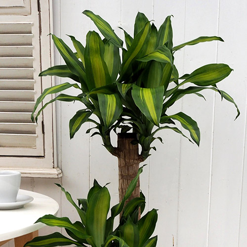 観葉植物「幸福の木（L）・バスケット」