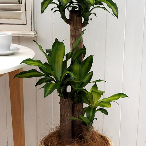 観葉植物「幸福の木（L）・バスケット」
