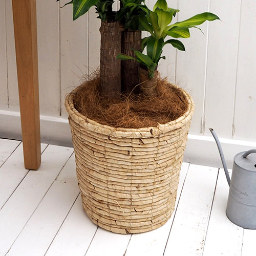 観葉植物「幸福の木（L）・バスケット」