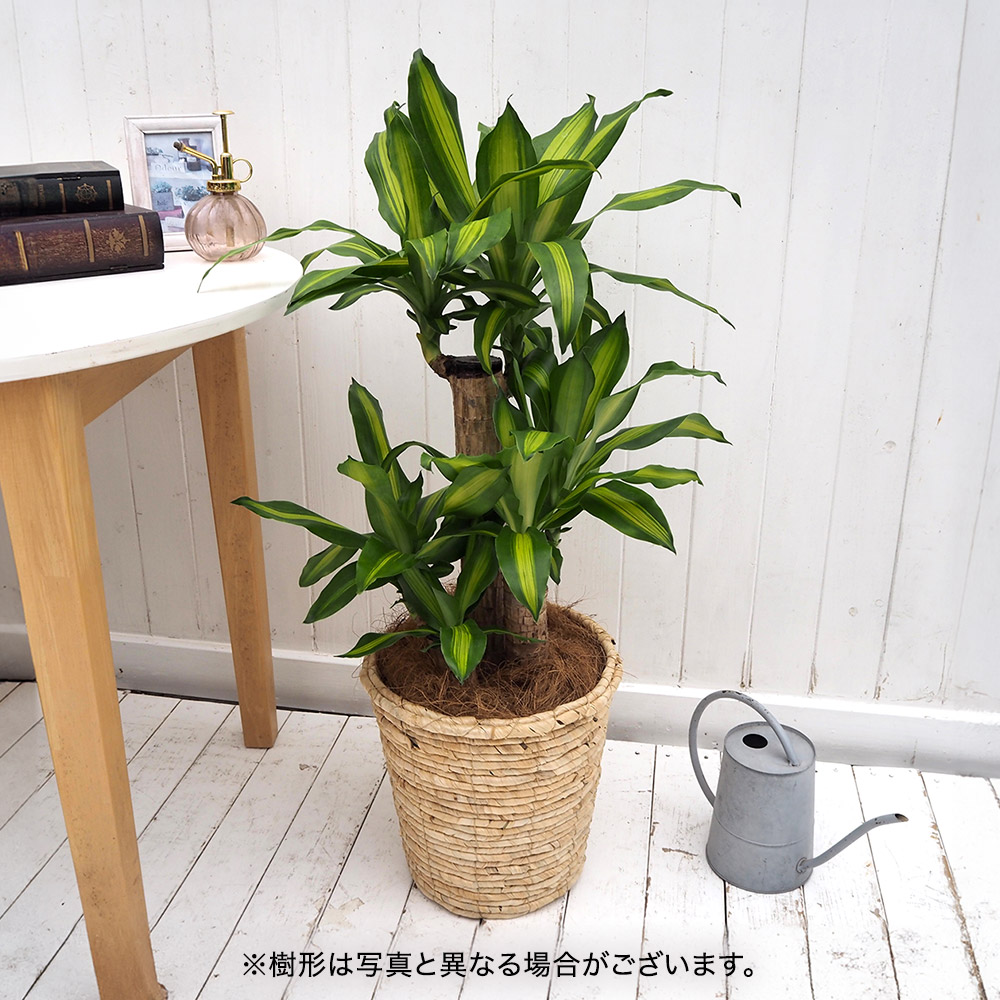 観葉植物「幸福の木（Ｍ）・バスケット」