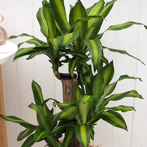 観葉植物「幸福の木（Ｍ）・バスケット」