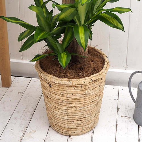 観葉植物「幸福の木（Ｍ）・バスケット」