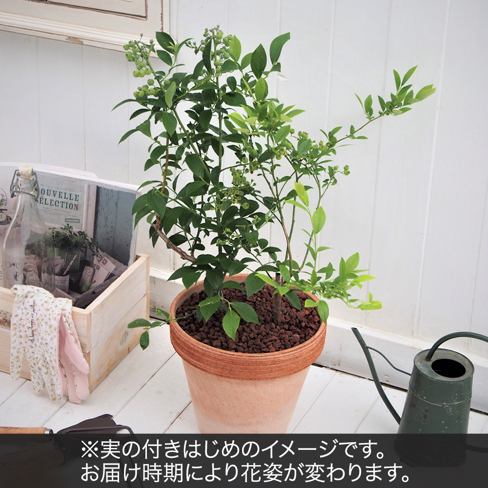 果樹「ブルーベリー2本植え」