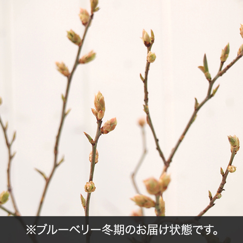 果樹「ブルーベリー2本植え」